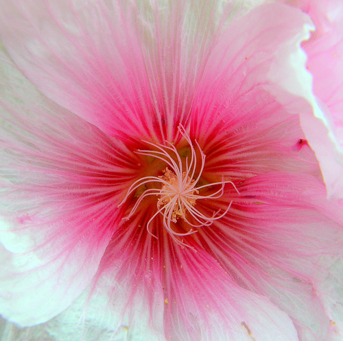Alcea Rosea